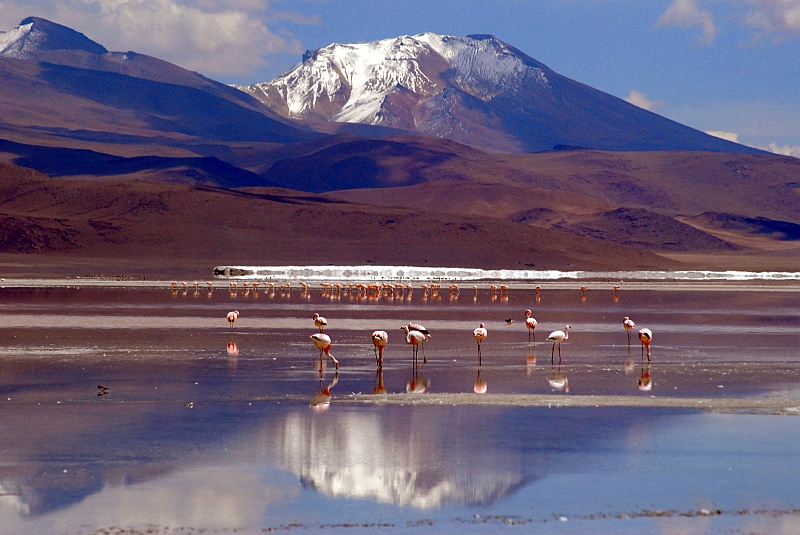 Laura i Astronom-294.JPG - Laguna Colorada i flamingi. (Zdjęcie: Laura i Astronom)